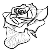 hand- tekening van een roos bloem, vector