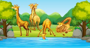 Groep giraffe in de natuur vector