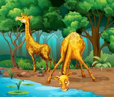 Twee giraffen die in het bos leven vector