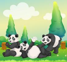 Drie panda&#39;s die in het park spelen vector