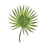 blad palm exotisch vector