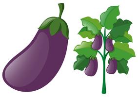 Aubergines op de boom vector