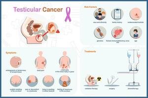 infographic medisch vector illustratie. Gezondheid zorg concept. zaadbal kanker. symptomen, risico factoren en behandeling. vector in vlak stijl.