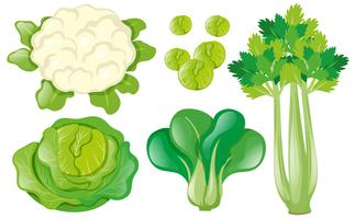 Verschillende soorten groenten vector