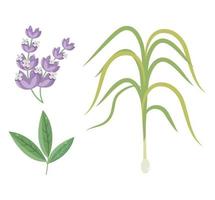 bloem bladeren planten set vector