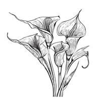 cala lelie bloem hand- getrokken schetsen vector illustratie