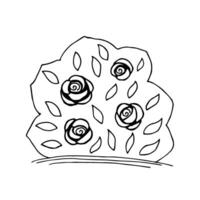hand getekend gemakkelijk vector illustratie in zwart schets. een struik van roos bloemen, ronde in vorm met bladeren. tuin element, landschapsarchitectuur, natuur.