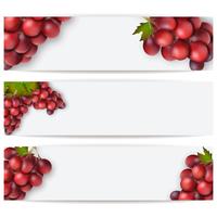 Kaarten of etiketten met realistische druiven. Vector illustratie