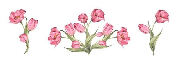 boeket tulpen. bloemen compositie. aquarel illustratie. vector