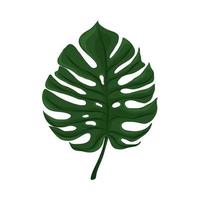 blad monstera tropisch vector