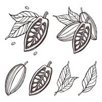 cacao set. handgetekende vector cacaobonen, bladeren. doodle schets schetsen vectorillustratie voor ontwerpmenu, winkel, stof, behang. planten delen. voor logo, print, label, embleem, symbool