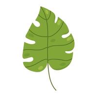 monstera blad geïsoleerd Aan wit achtergrond. vector hand getekend illustratie. perfect voor logo, kaarten, decoraties, divers ontwerpen. botanisch clip art.