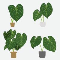 eenvoud philodendron gloriosum kamerplant eenvoud uit de vrije hand tekenen platte design collectie. vector