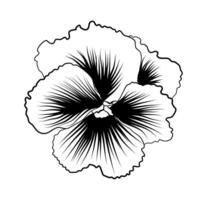 hand getekend bloem viooltjes vector illustratie