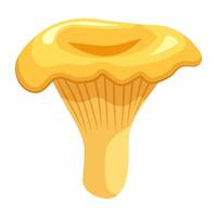 chanterelle paddestoel. zonnig chanterelle. zomer herfst Woud paddestoel vector