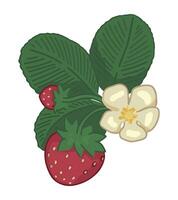 aardbei takje bessen clip art. voorjaar eetbaar oogst. tekenfilm vector plantkunde illustratie geïsoleerd Aan wit.