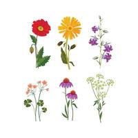 bloemen collectie botanisch wilde planten veld weide tekening cartoon stijl