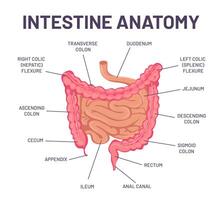 darm anatomie. menselijk lichaam spijsvertering systeem darm infographic met twaalfvingerige darm, dikke darm en jejunum. intern buik orgaan vector structuur