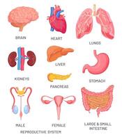 menselijk organen. tekenfilm brein, alvleesklier en darm. mannetje en vrouw voortplantings- systeem. intern orgaan voor anatomie leerzaam vector reeks