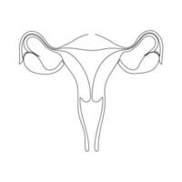 doorlopend single een lijn tekening baarmoeder en eierstokken, organen van vrouw voortplantings- systeem en vrouwen dag vector kunst illustratie