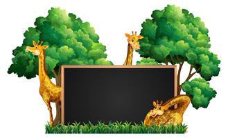 Blackboard met wilde giraffen in park vector