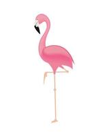 schattige flamingo-tekenfilm vector