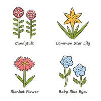 wilde bloemen gekleurde pictogrammen instellen. candytuft, gewone sterlelie, babyblauwe ogen, dekenbloem. bloeiende wilde bloemen, onkruid. lente bloesem. veld, weide planten. geïsoleerde vectorillustraties vector