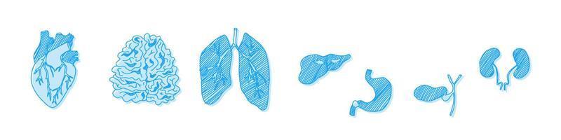 doodle blauwe menselijke organen intern. schets vector