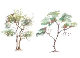 hand- getrokken boom waterverf schilderij.illustratie herfst boom.voor decoreren kaarten, affiches. vector