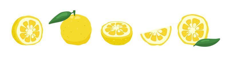 yuzu japaness citron fruit vectorillustratie. vector