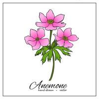 realistisch bloem tekening. hand- getrokken botanisch illustratie van bloeiend roze anemoon. gekleurde vector grafisch illustraties geïsoleerd Aan wit achtergrond