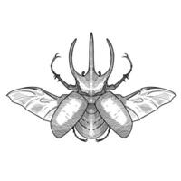 toeter kever insect hand- getrokken gravure schetsen vector illustratie ontwerp