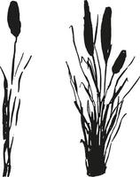 beeld van een monochroom riet, gras of biezen Aan een wit background.isolated vector tekening.zwart gras grafisch silhouet.