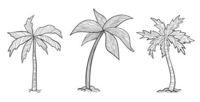 set tropische palmbomen met bladeren, volwassen en jonge planten, zwarte silhouetten geïsoleerd op een witte achtergrond. schetsstijl voor uw ontwerp. vector