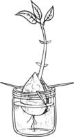 vector illustratie, hand- getrokken avocado zaden in een glas van water voor kieming. avocado spruit van een zaad met bladeren
