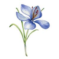 waterverf illustratie saffraan kruid geïsoleerd Aan wit achtergrond. bloem van krokus sativus botanisch kunst hand- getrokken. geschilderd voorjaar Purper bloem. ontwerp element voor label, pakket, ansichtkaart vector