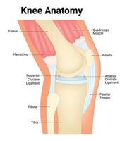 knie anatomie wetenschap ontwerp vector illustratie diagram