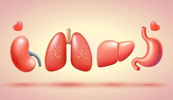 menselijk organen, longen, maag, nieren en lever. 3d vector, geschikt voor schenker dag, Gezondheid en onderwijs vector