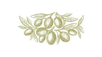 olijf- groen symbool. vector schetsen van fruit, bladeren