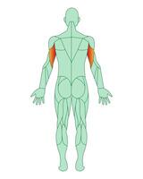 figuur van een Mens met gemarkeerd spieren. gemarkeerd in rood biceps van armen of schouders. mannetje spier anatomie concept. vector illustratie geïsoleerd Aan wit achtergrond.