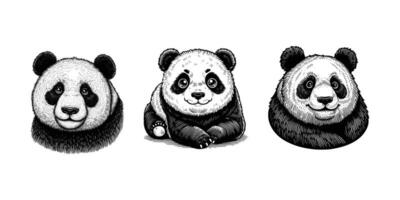 reeks van panda illustratie. hand- getrokken panda zwart en wit vector illustratie. geïsoleerd wit achtergrond