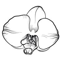 phalaenopsis orchidee bloem hand- tekening vector