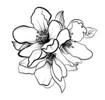 hand- tekening van bloeiend sakura bloemen vector illustratie