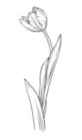 tulp bloem hand- getrokken vector illustratie. geïsoleerd Aan wit achtergrond.