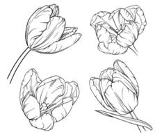 vector tulp bloemen botanisch bloemen. zwart en wit gegraveerde inkt kunst. geïsoleerd tulp illustratie element Aan wit achtergrond. wild voorjaar blad wilde bloemen geïsoleerd.