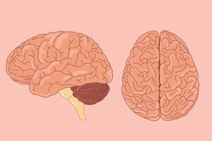 menselijk hersenen vector illustratie. kant visie van hersenen met grote hersenen, hersenstam en cerebellum naar studie anatomie, neurologie. eps 10
