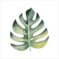 hand- getrokken monstera blad, waterverf vector