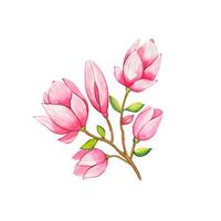 hand- getrokken takje van bloeiend roze magnolia, waterverf vector