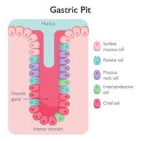 maag- pit cellen vector illustratie grafisch diagram