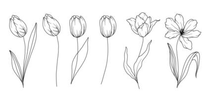 tulpen lijn tekening. zwart en wit bloemen boeketten. bloem kleur bladzijde. bloemen lijn kunst. prima lijn tulpen illustratie. hand- getrokken bloemen. botanisch kleuren. bruiloft uitnodiging bloemen vector